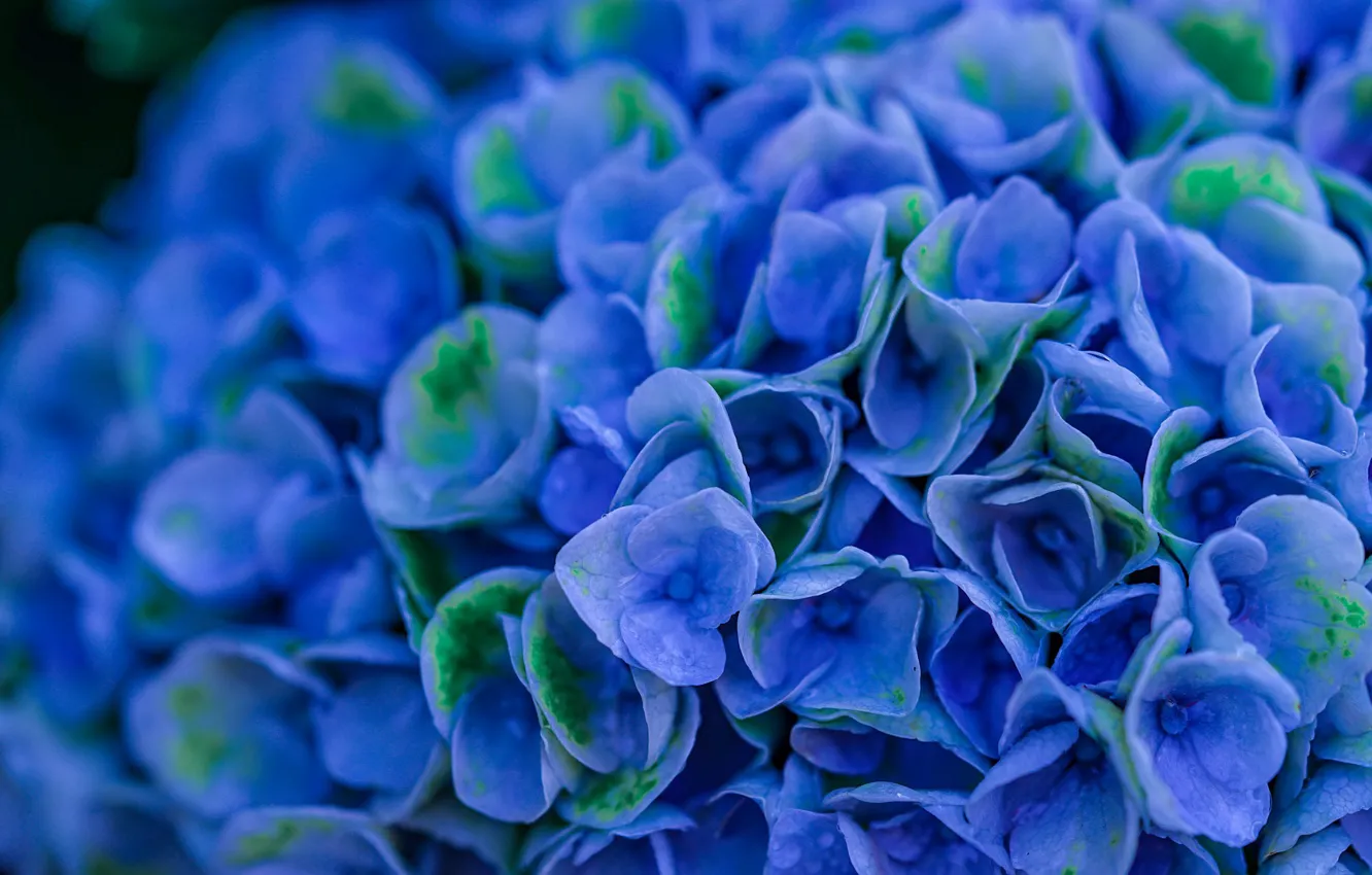 Photo wallpaper flowers, blue, Hydrangea