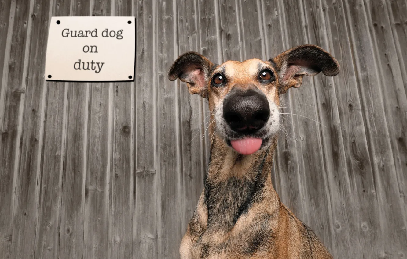 Photo wallpaper Dog, Language, Nose, Dog, Animal, Ears, Face, Funny