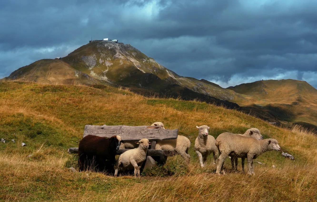 Photo wallpaper hills, sheep, pasture, lambs
