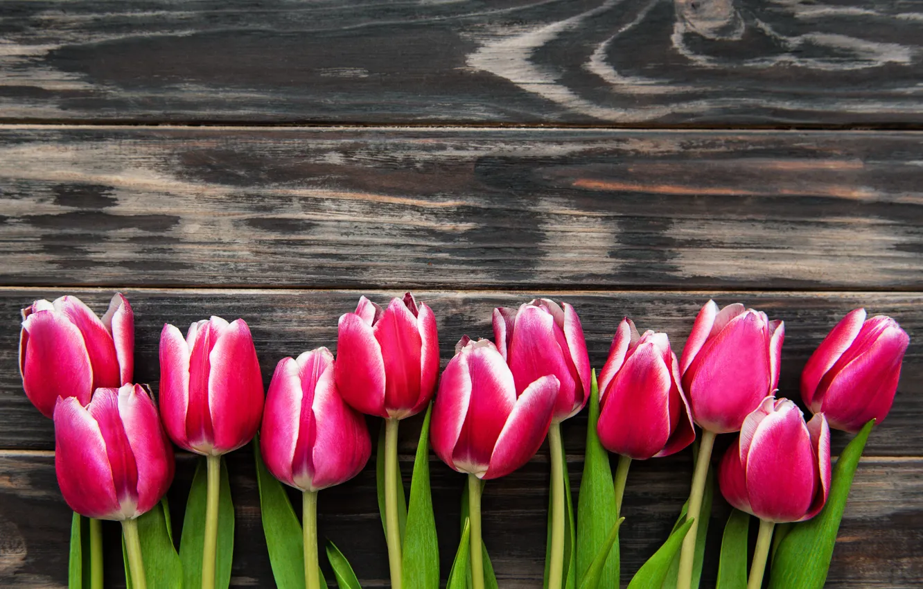 Photo wallpaper background, tulips, pink, brown, wood