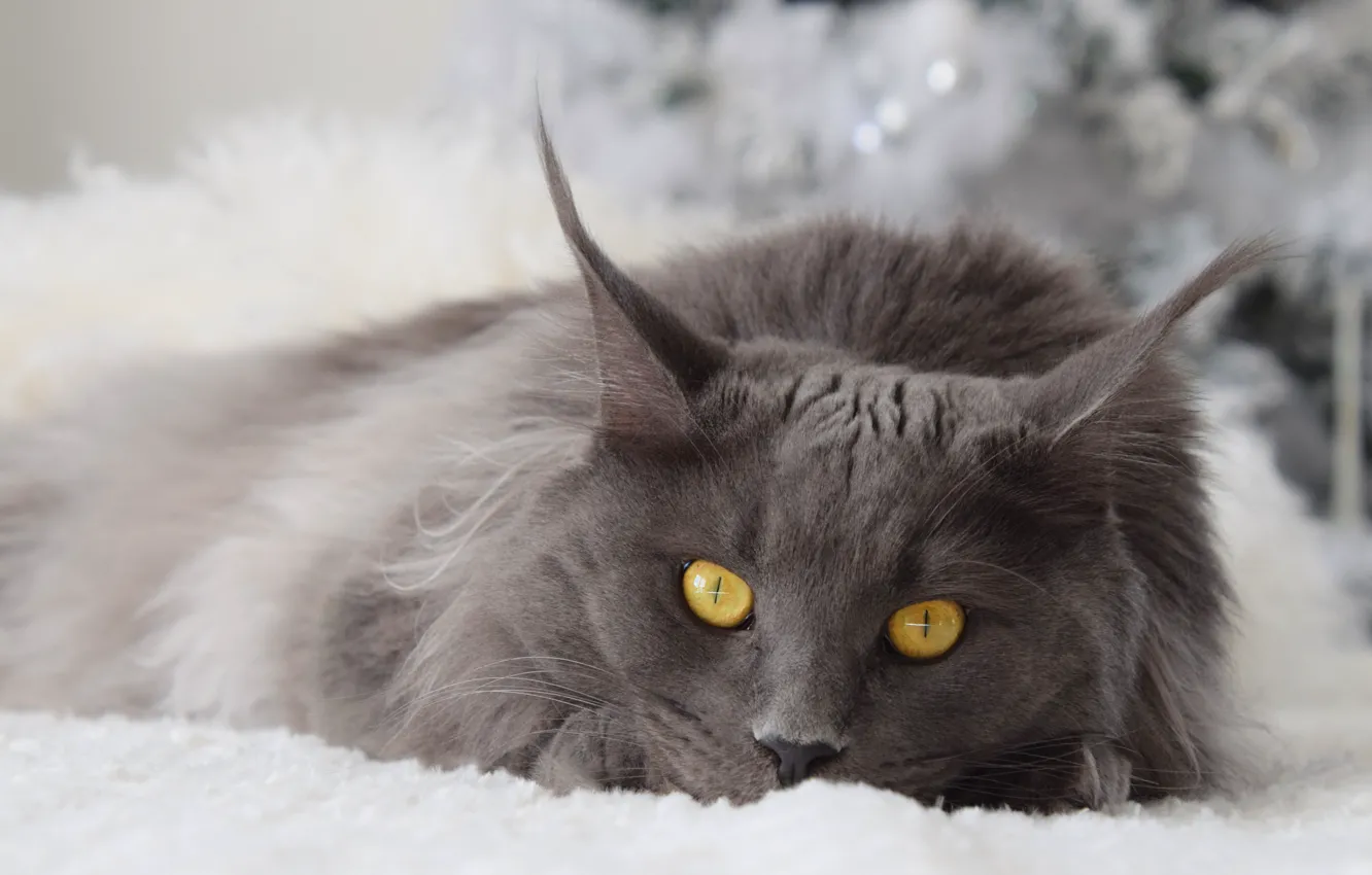 Photo wallpaper winter, cat, cat, look, face, grey, background, new year