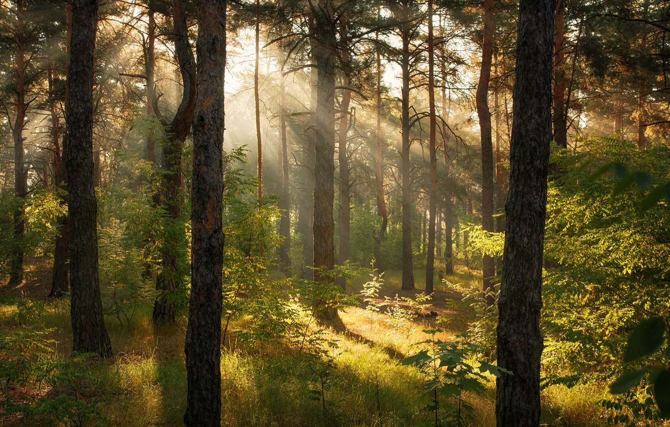 Photo wallpaper greens, forest, summer, grass, the sun, rays, light, trees