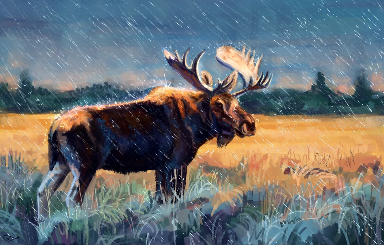 Photo wallpaper field, forest, grass, rain, figure, horns, moose, elk
