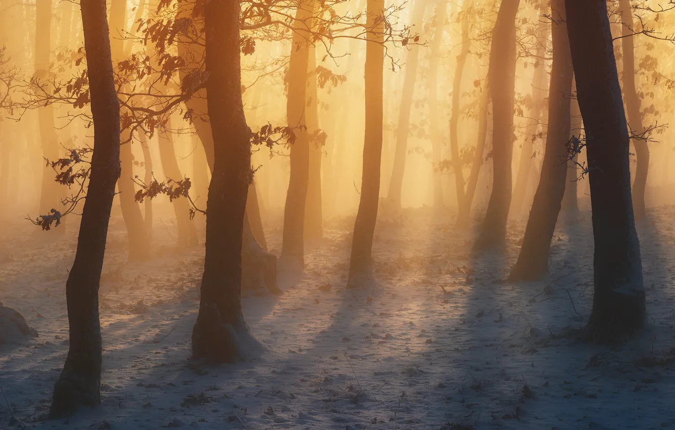 Photo wallpaper winter, autumn, forest, the sun, light, snow, trees, branches