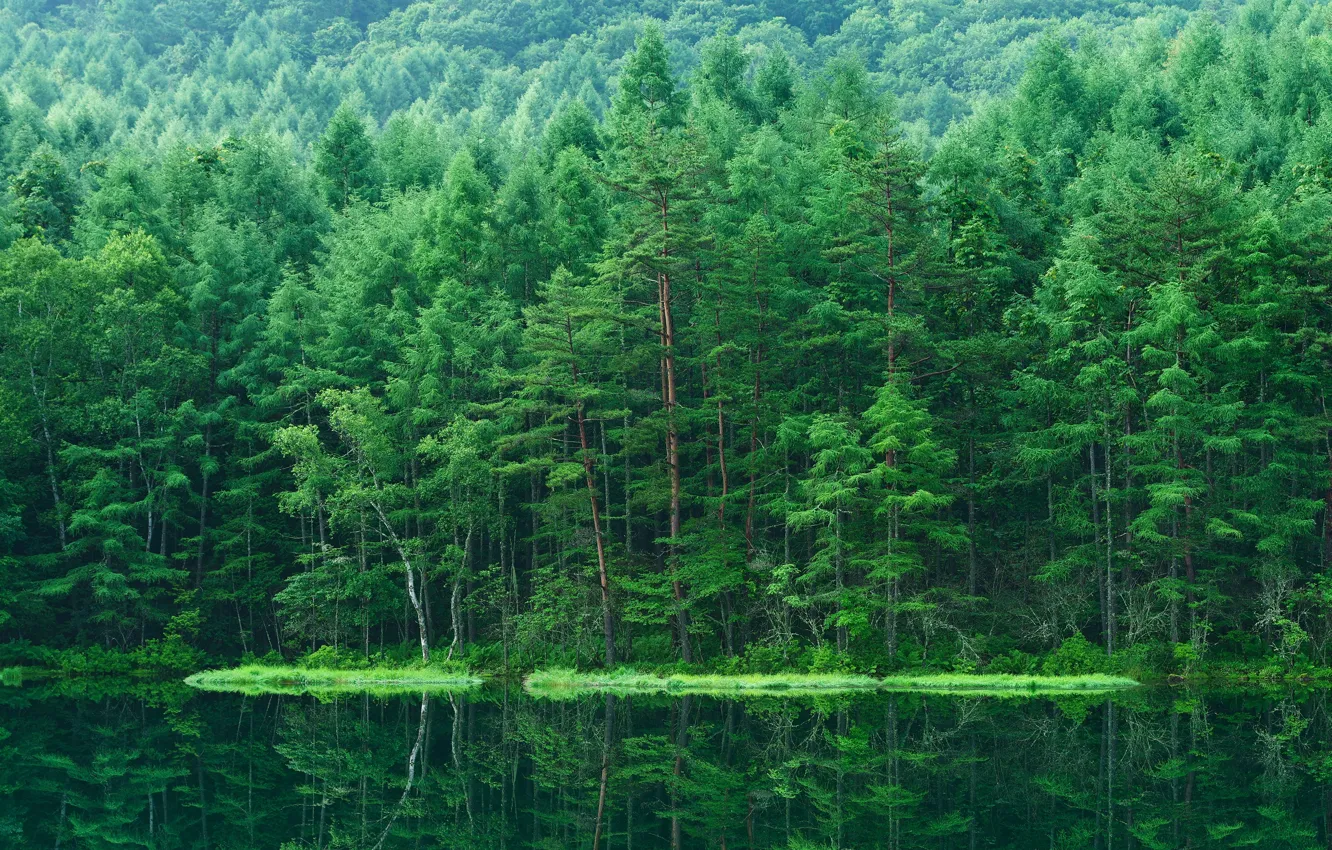 Photo wallpaper forest, water, nature, reflection, river