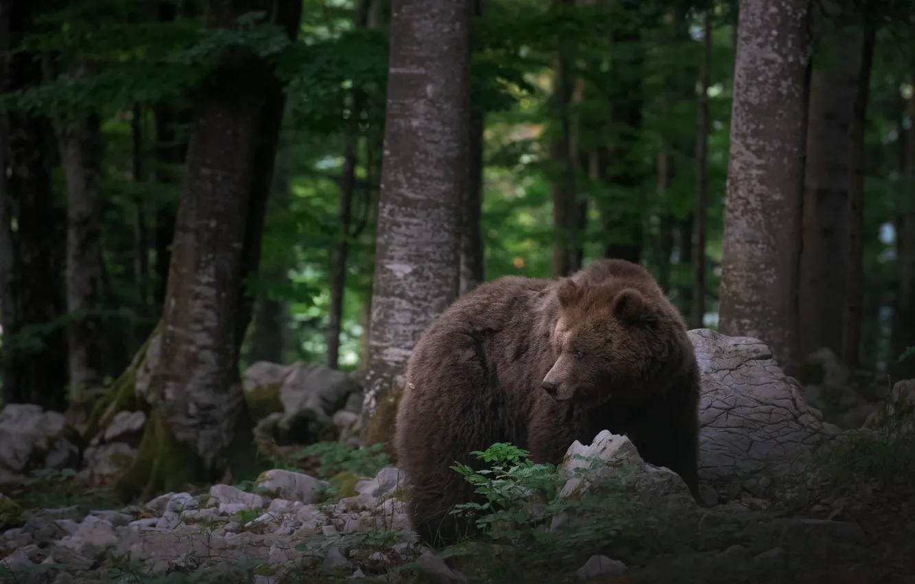 Photo wallpaper forest, look, trees, pose, stones, bear, trunk, profile