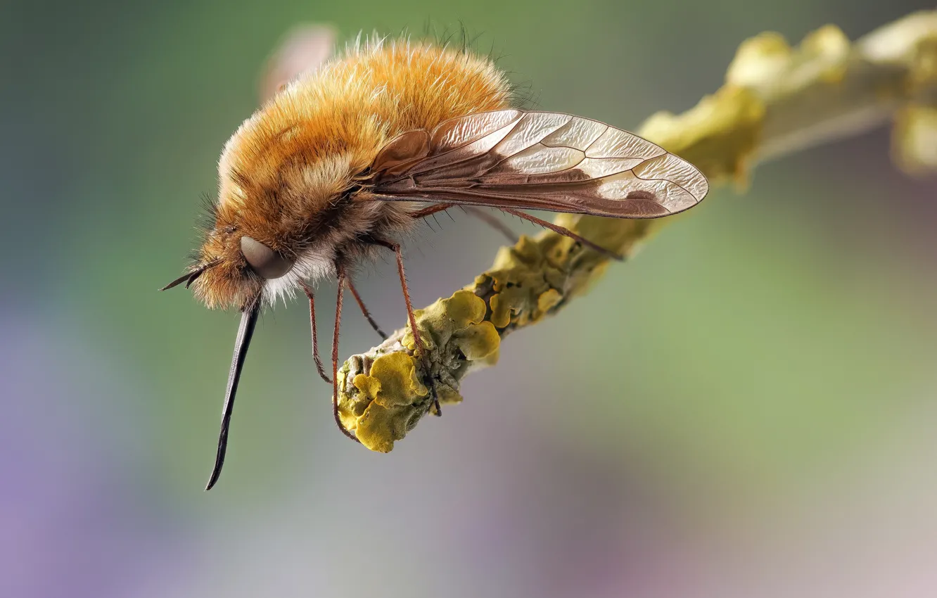 Photo wallpaper macro, insect, fly-buzzed, buzzed