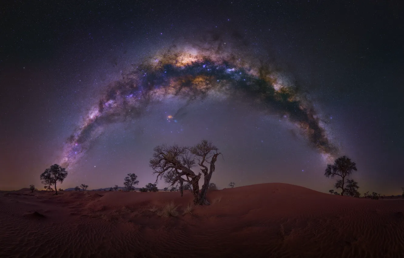 Photo wallpaper stars, trees, night, desert, the milky way
