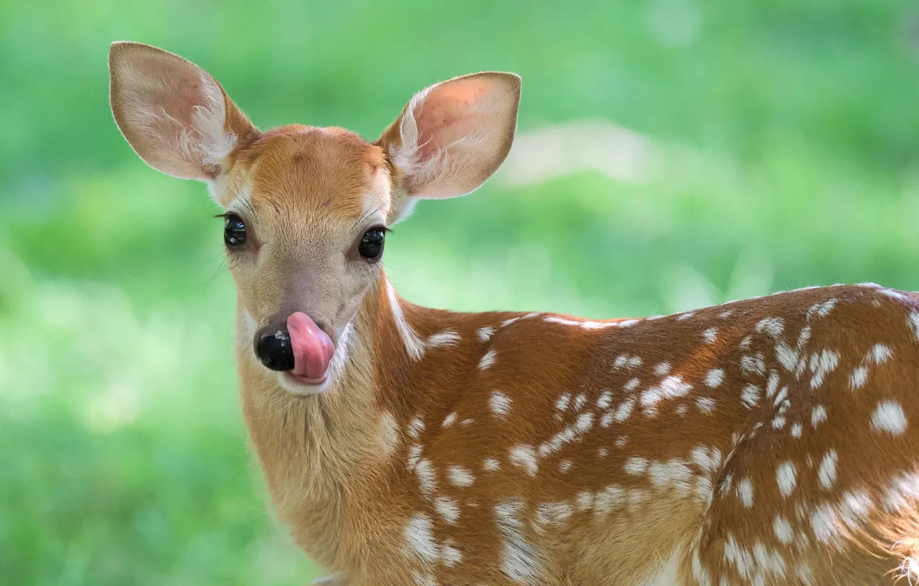 Photo wallpaper language, grass, glade, deer, fawn, white-tailed deer