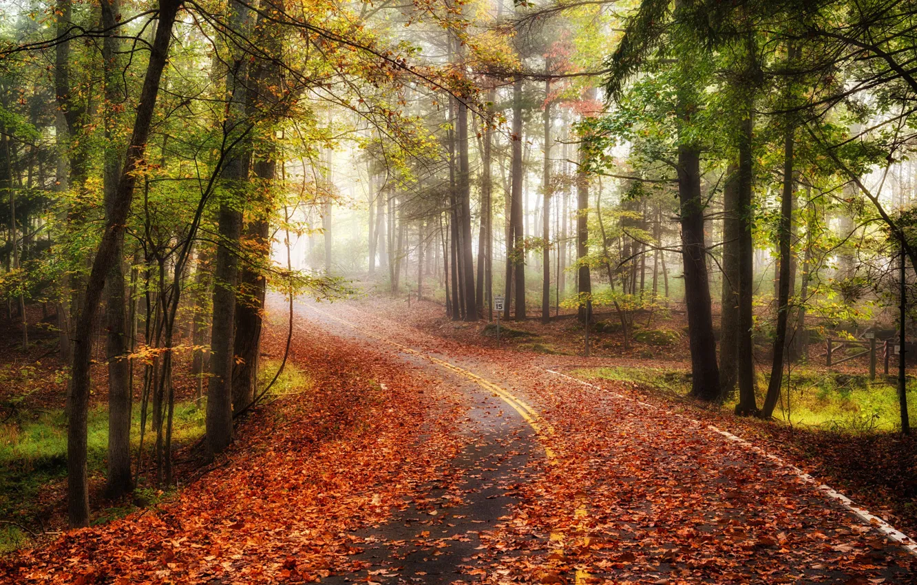 Photo wallpaper road, autumn, forest, trees, landscape, fog