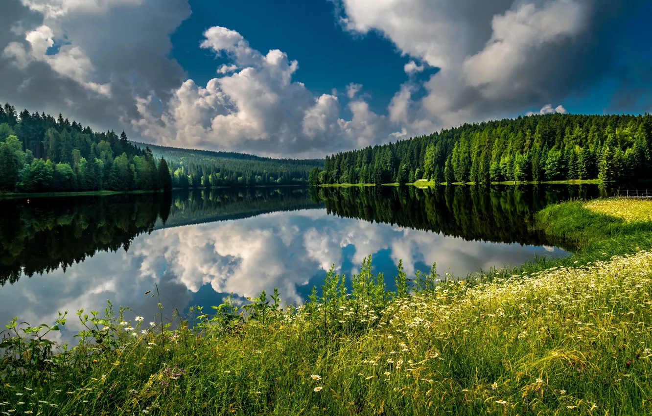 Photo wallpaper forest, summer, the sky, grass, clouds, lake, reflection, blue