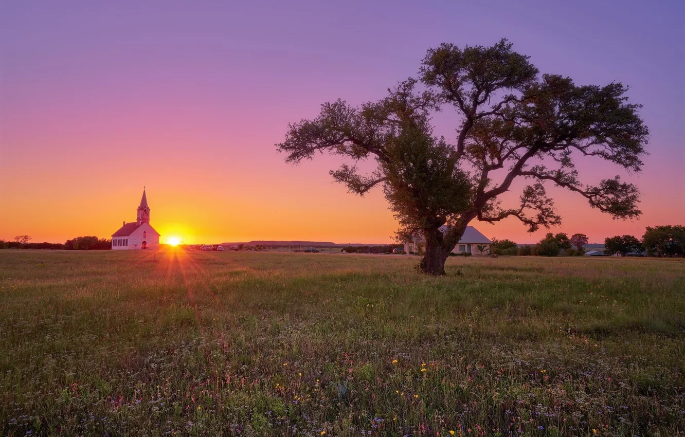 Photo wallpaper field, summer, the sky, trees, landscape, sunset, flowers, dawn