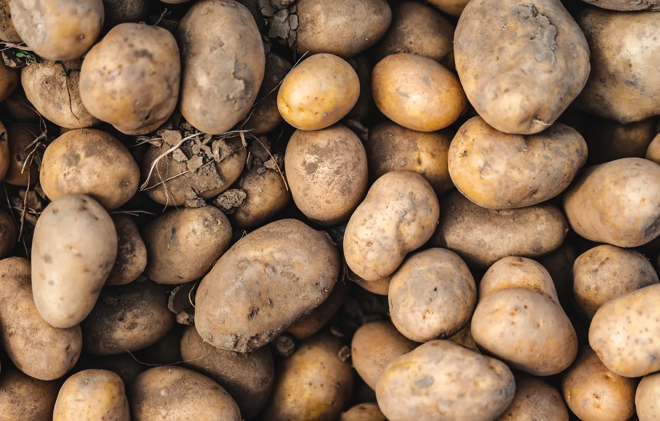 Photo wallpaper Earth, pattern, potatoes, Pile