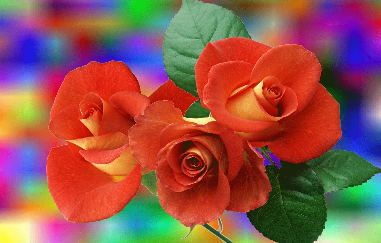 Photo wallpaper flowers, background, roses, bouquet, cover, scarlet