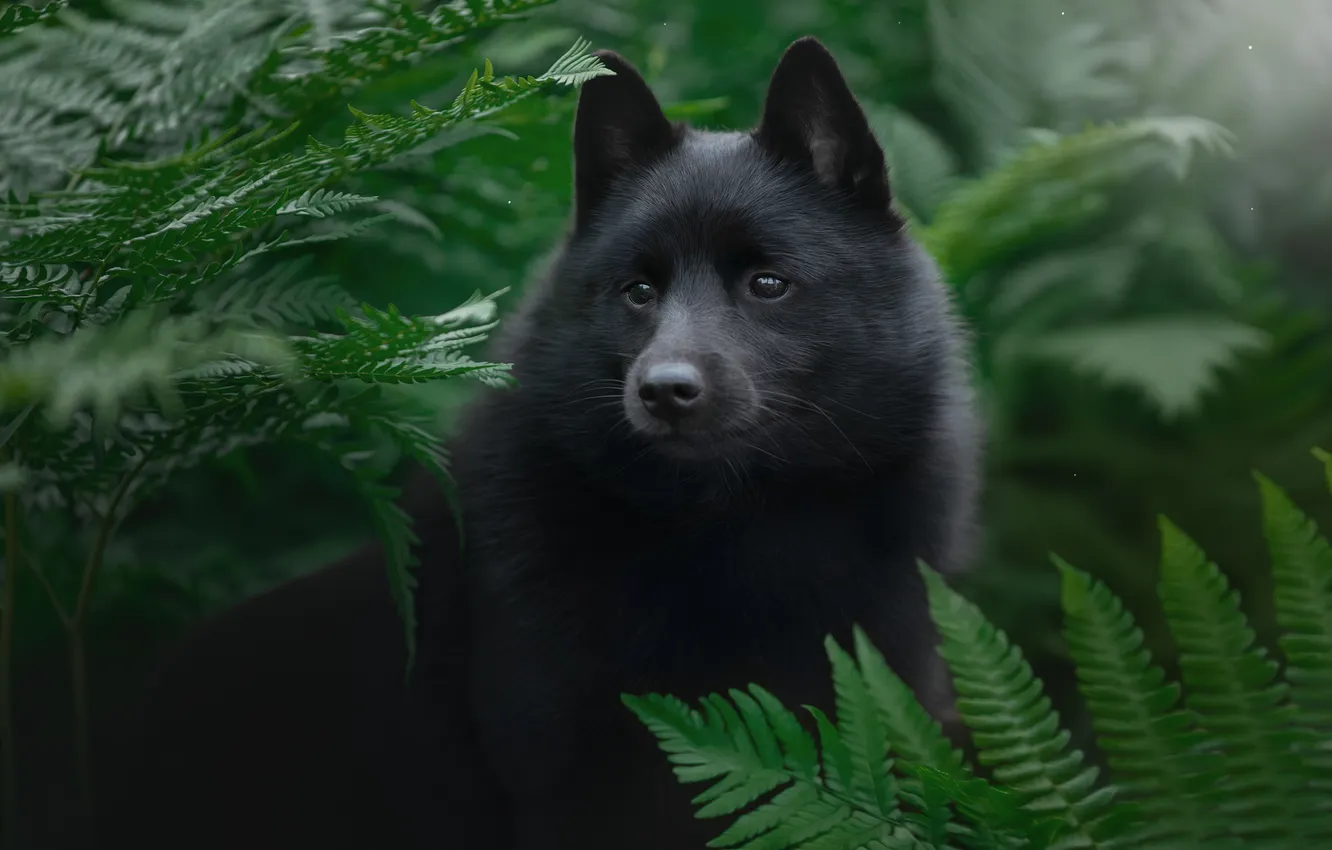Photo wallpaper leaves, black, dog, face, fern, Svetlana Pisareva, Schipperke