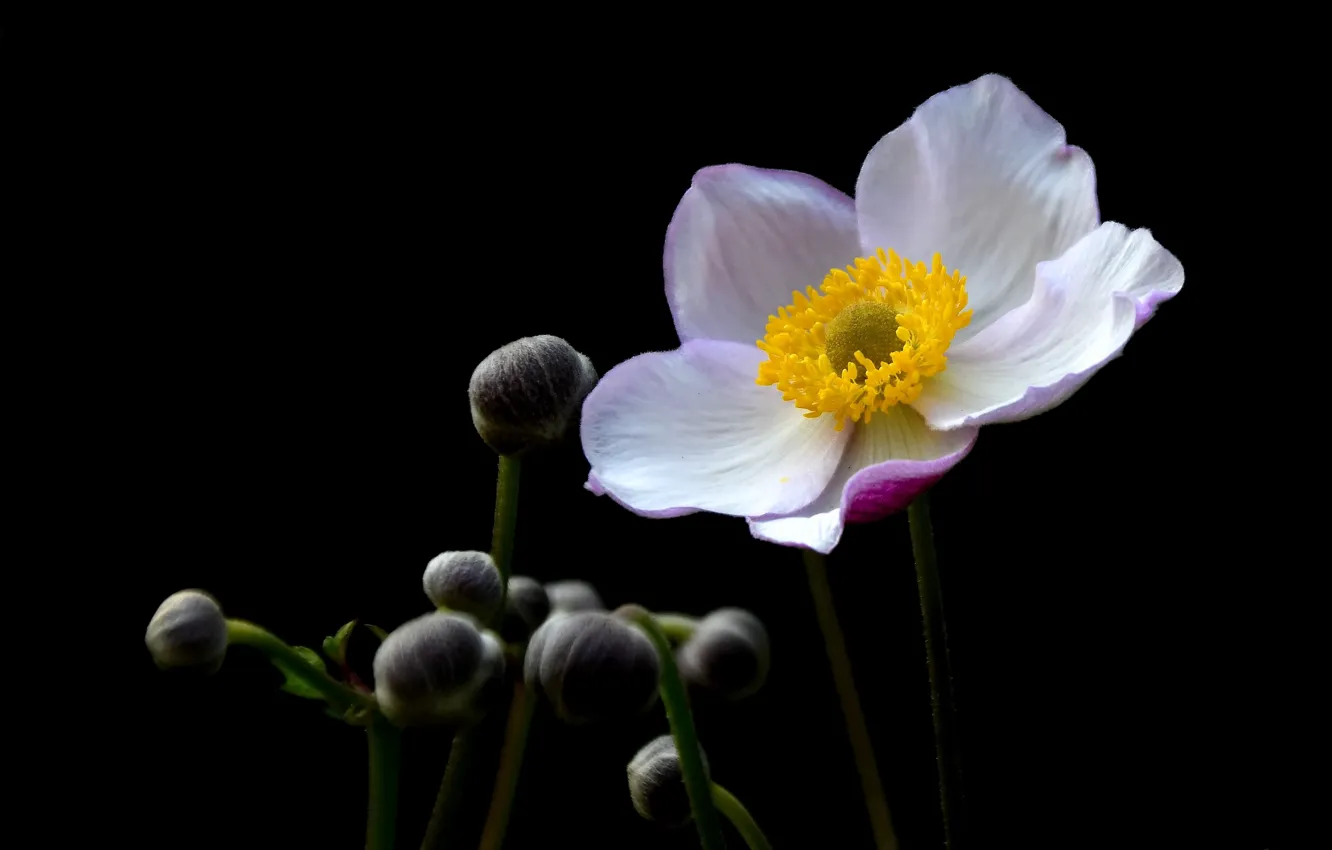 Photo wallpaper summer, flowers, nature, anemones