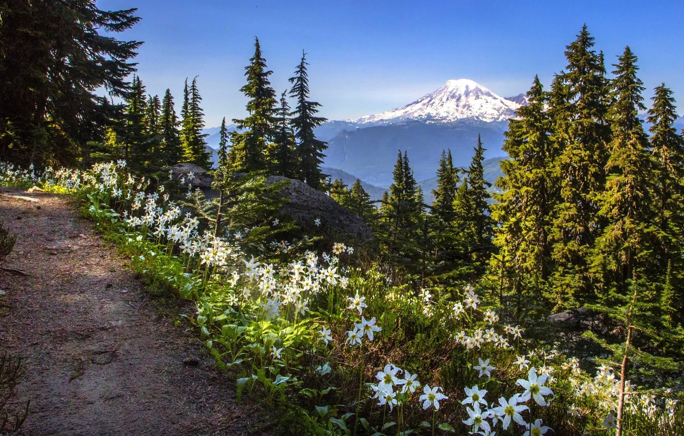 Photo wallpaper forest, trees, flowers, mountains, Lily, trail, top, USA