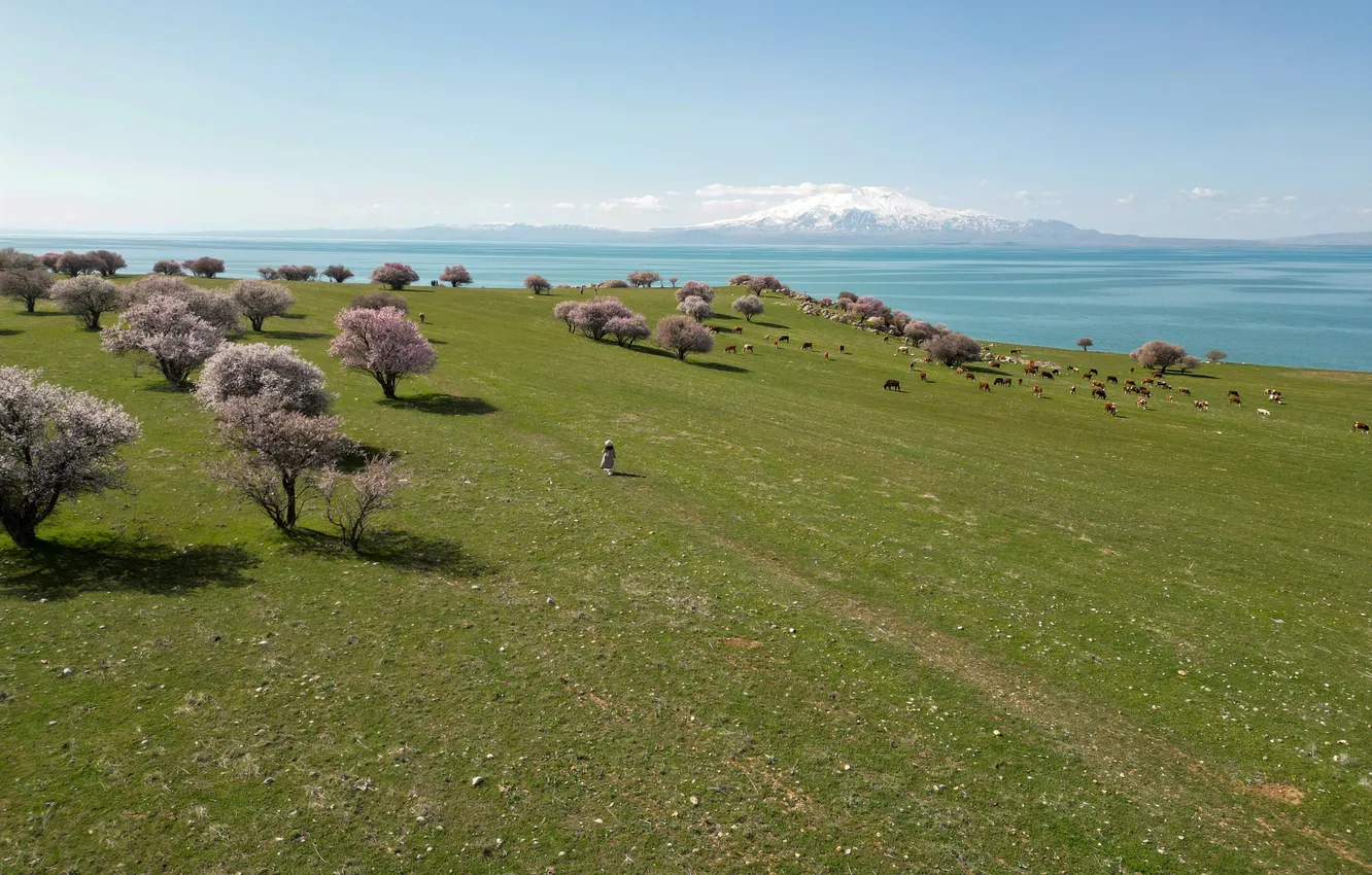 Photo wallpaper green, sky, Turkey, Van Lake