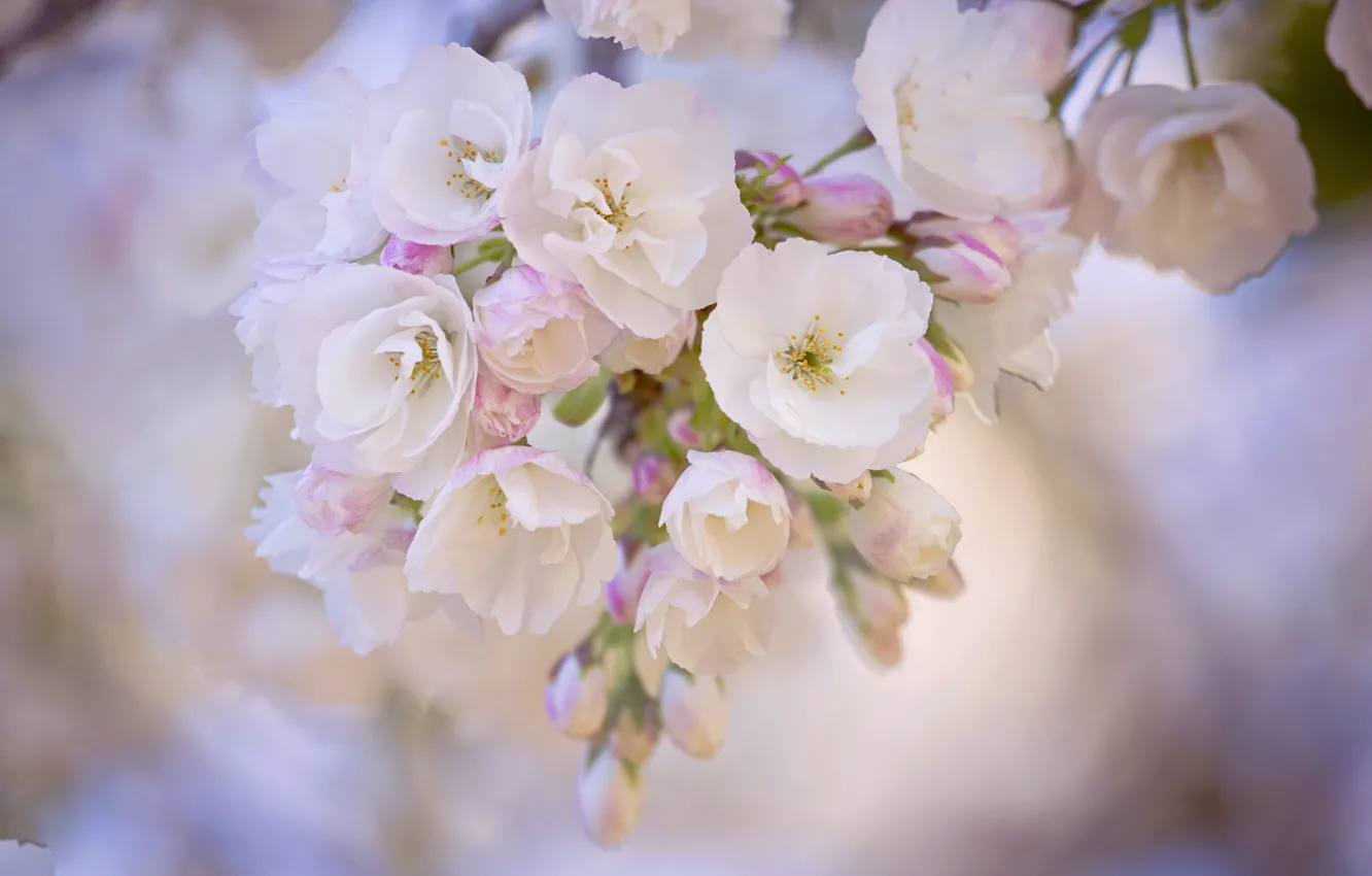Photo wallpaper tenderness, branch, spring, flowering