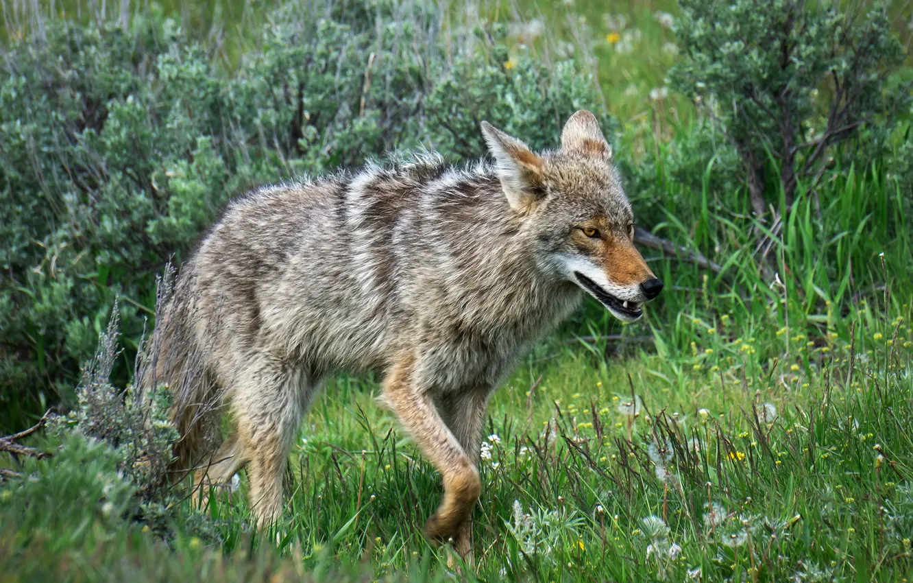 Photo wallpaper wolf, face, nature