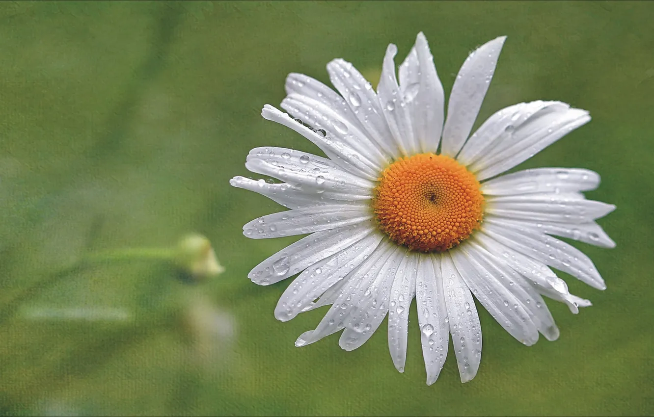 Photo wallpaper flowers, chamomile, camomile, flover, wallpaper 1920x1080