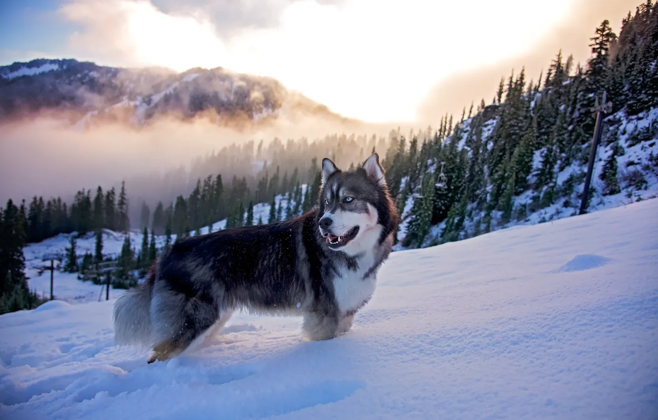 Photo wallpaper winter, forest, clouds, snow, mountains, nature, fog, animal