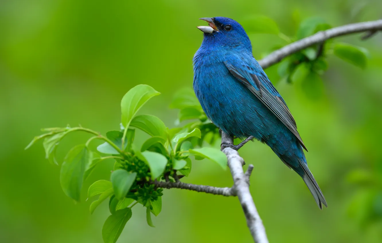 Photo wallpaper macro, branches, bird, bokeh, Indigo sancopy cardinal, Indigo Bunting, AlexsanderBB