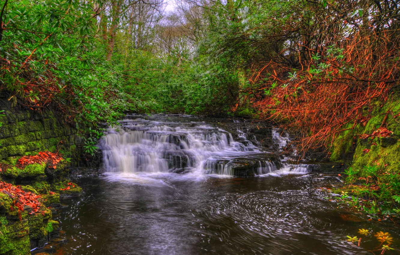 Photo wallpaper trees, stream, England, waterfall, moss, HDR, cascade, the bushes
