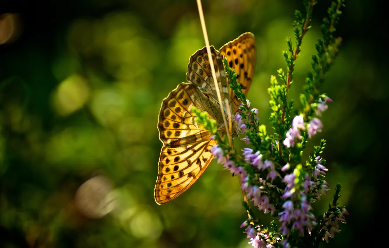 Photo wallpaper summer, the sun, flowers, heat, butterfly