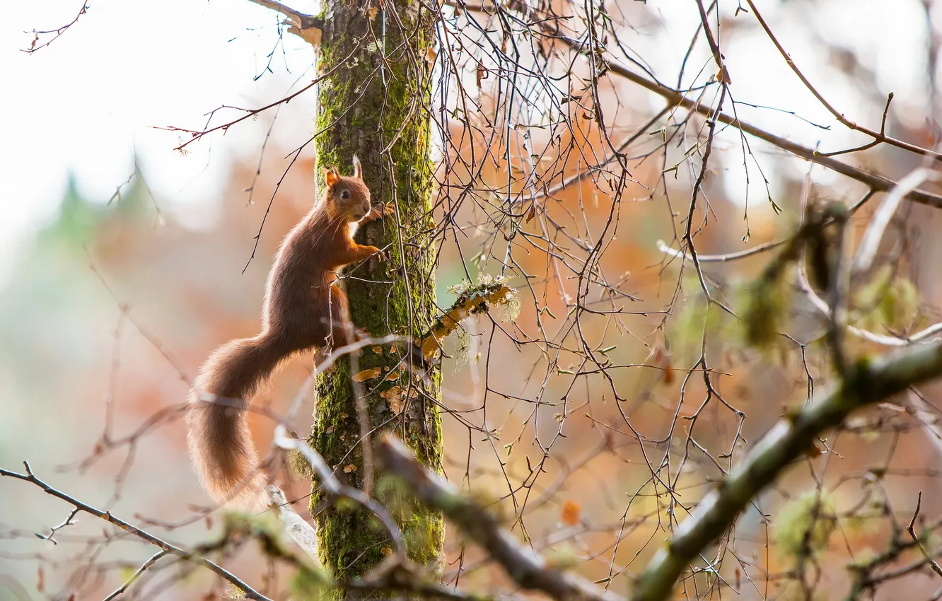 Photo wallpaper trees, nature, protein