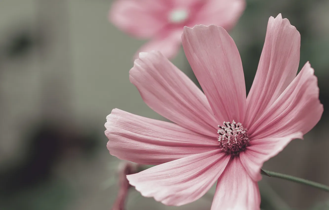 Photo wallpaper flower, petals, pink