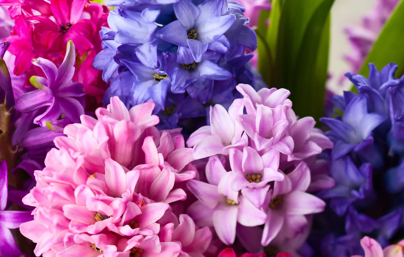 Photo wallpaper flowers, bouquet, hyacinths