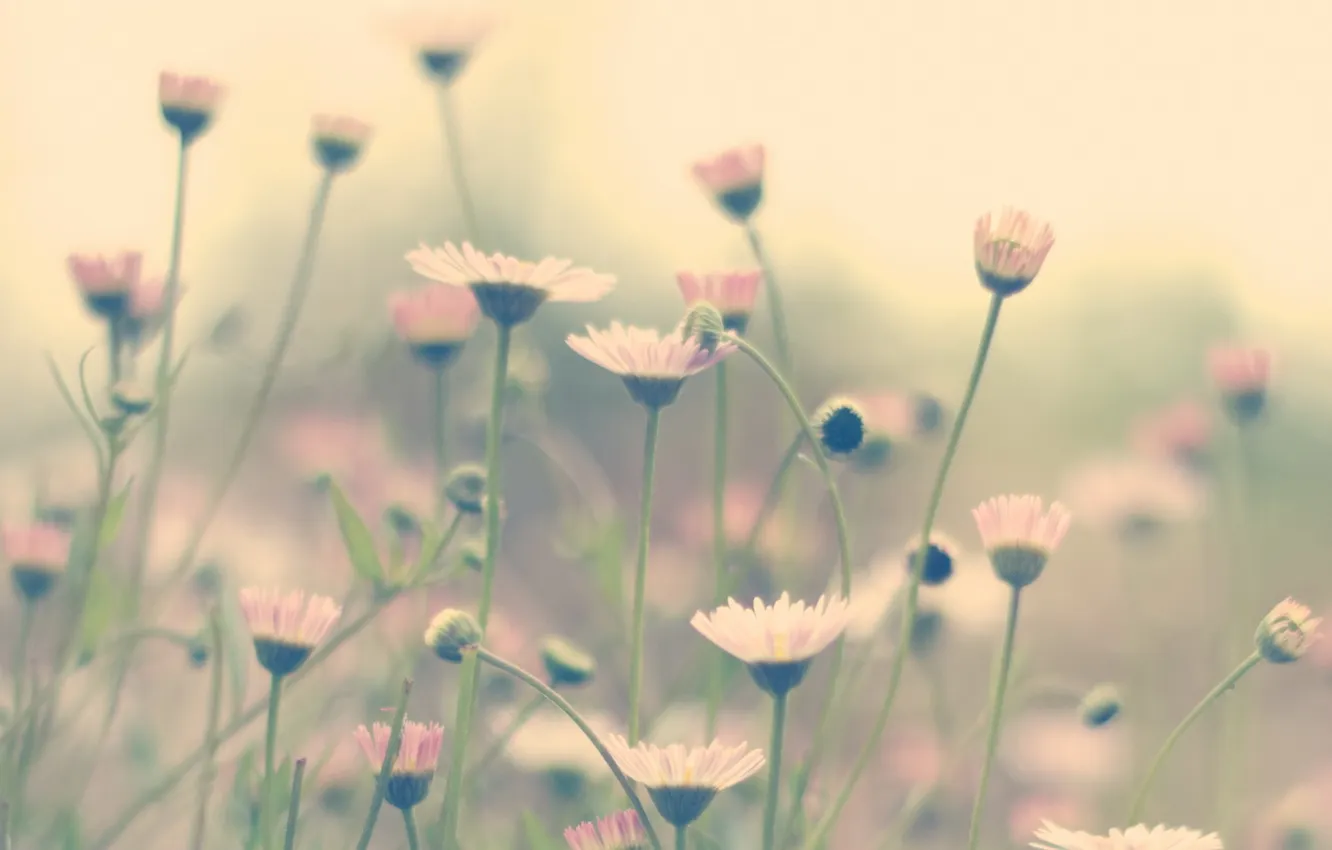 Photo wallpaper flowers, nature, background