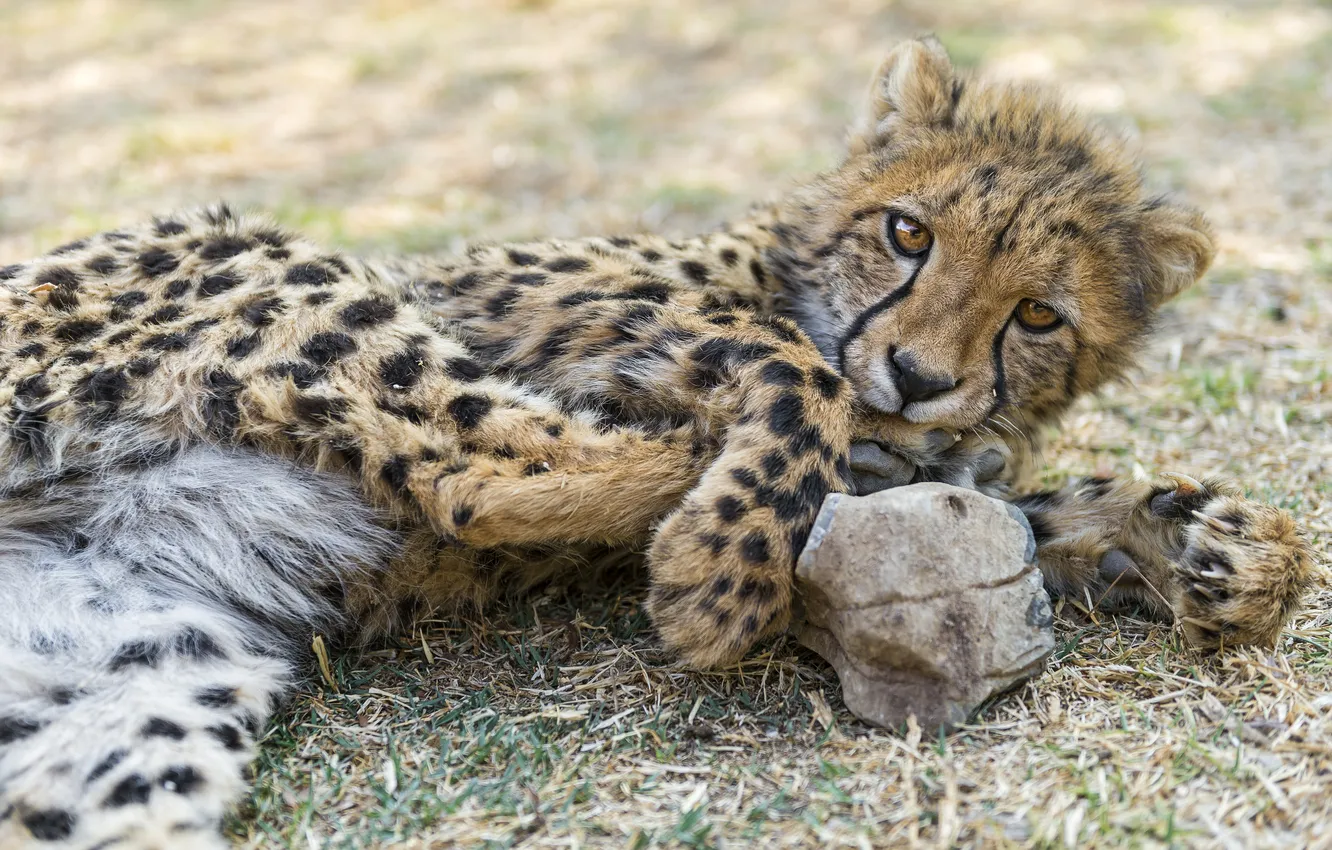 Photo wallpaper cat, Cheetah, cub, ©Tambako The Jaguar
