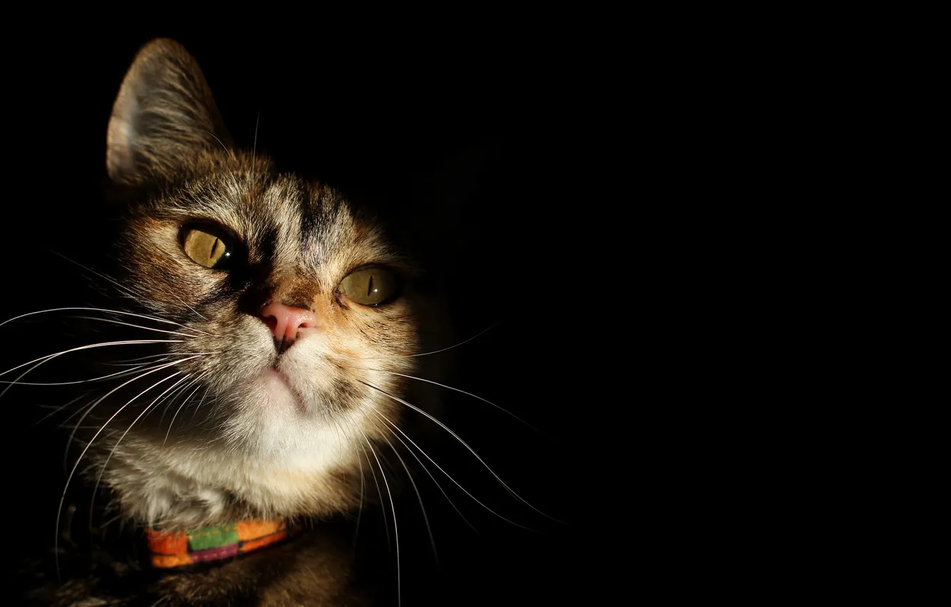 Photo wallpaper cat, look, light, shadow