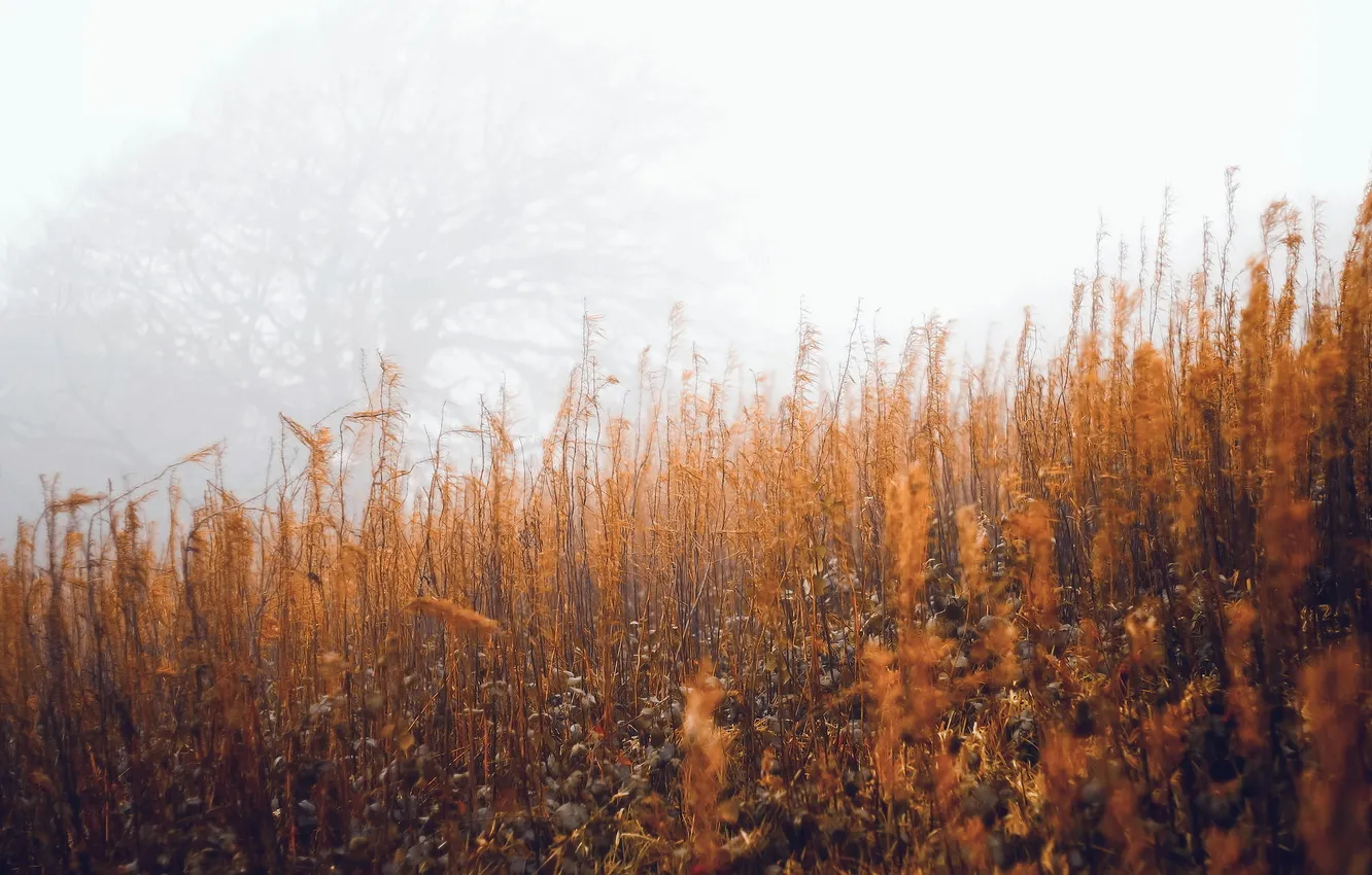 Photo wallpaper autumn, grass, fog