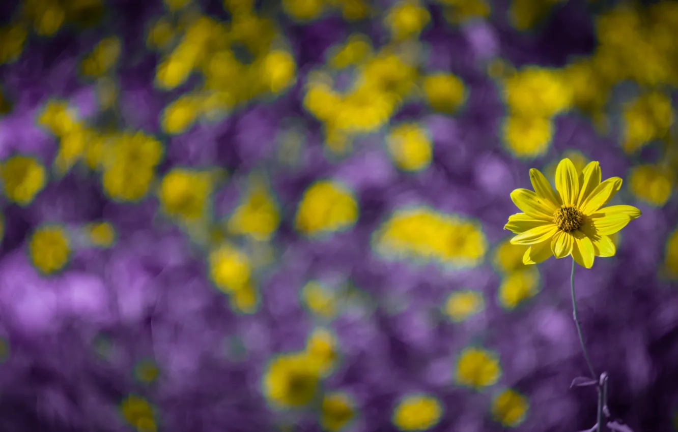 Photo wallpaper flower, macro, yellow, Rosa, bokeh