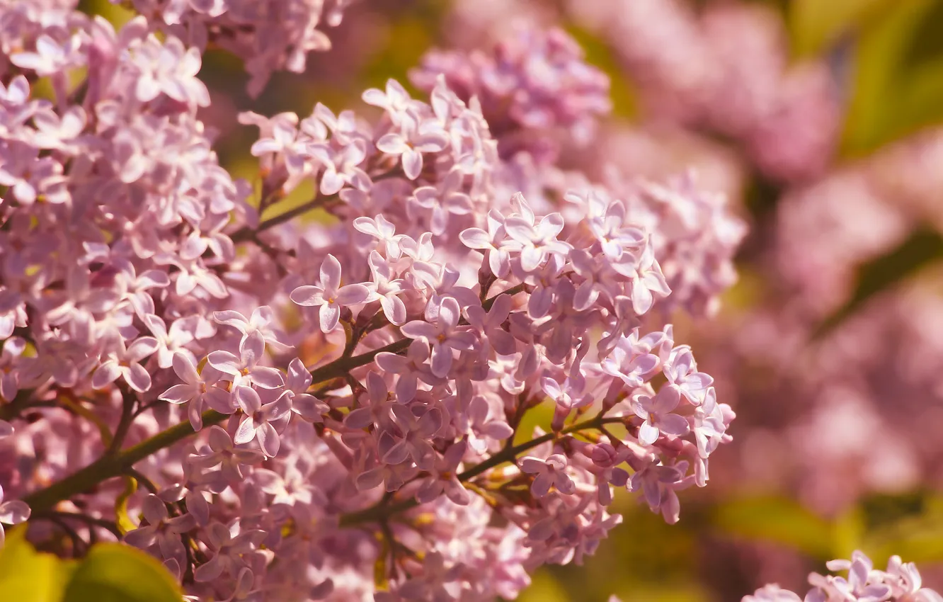 Photo wallpaper flower, spring, blooming