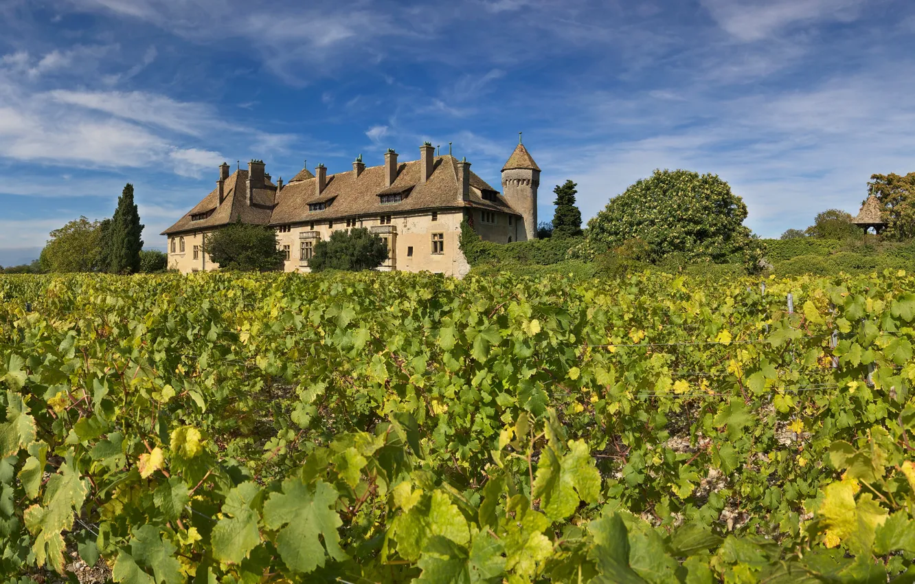 Photo wallpaper castle, France, vineyard, The castle Feast