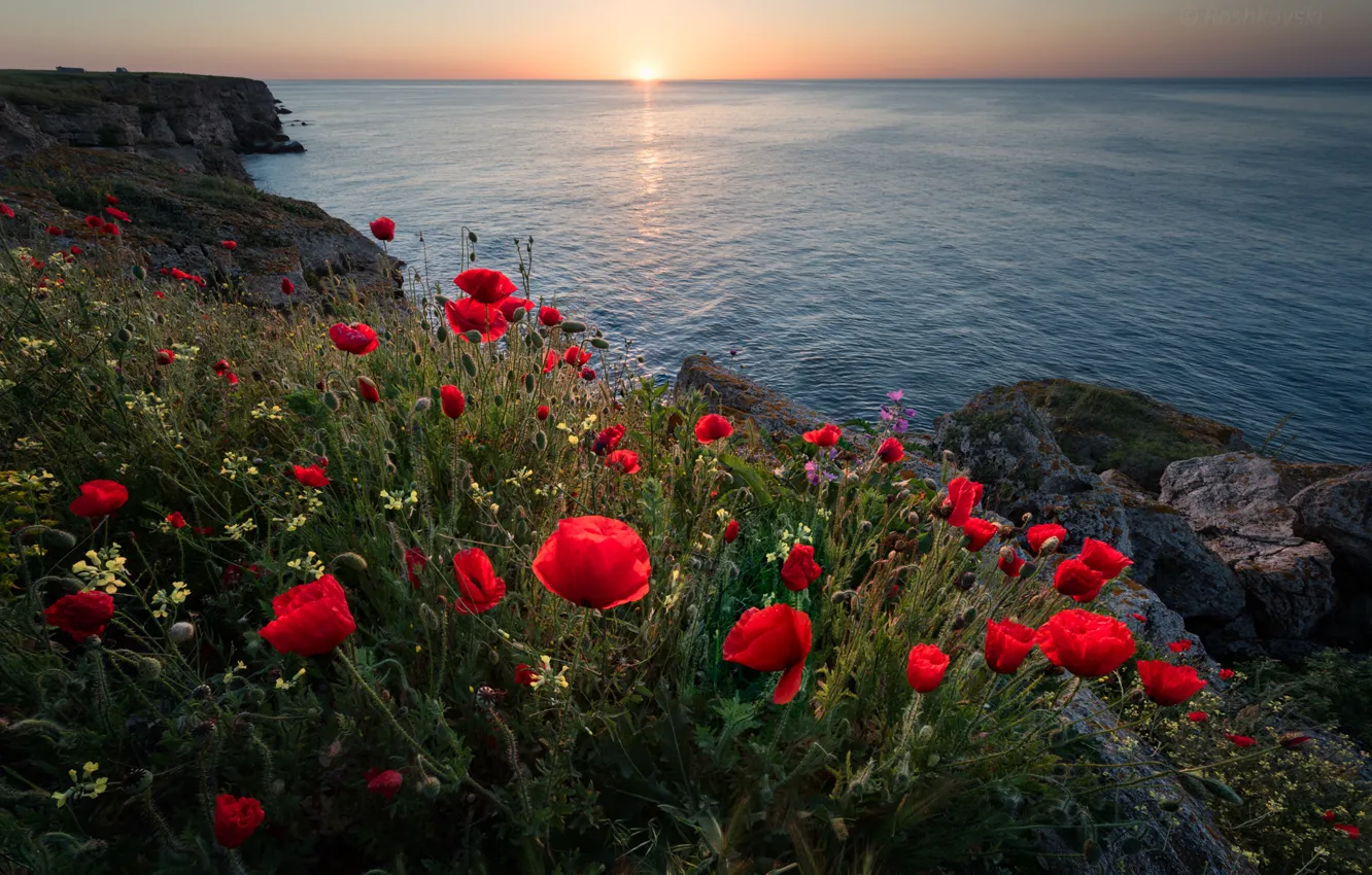 Photo wallpaper sea, flowers, sunrise, dawn, coast, Maki, morning, Bulgaria