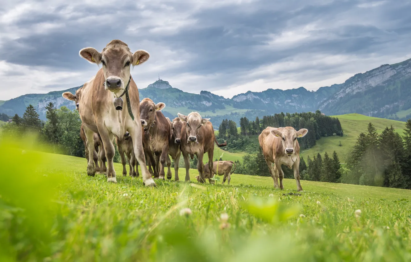 Photo wallpaper grass, mountains, cows, pasture, the herd