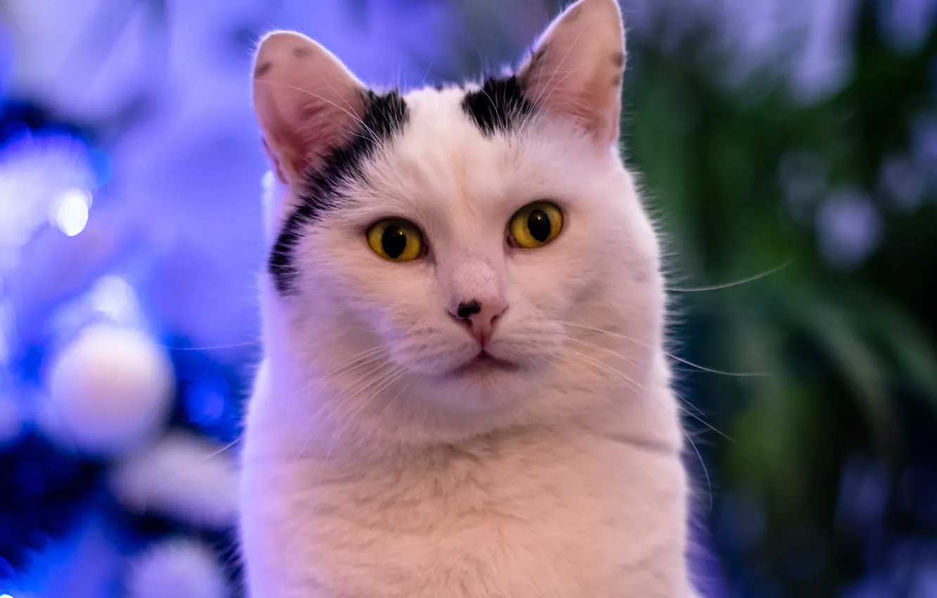 Photo wallpaper pose, look, cat, face, cat
