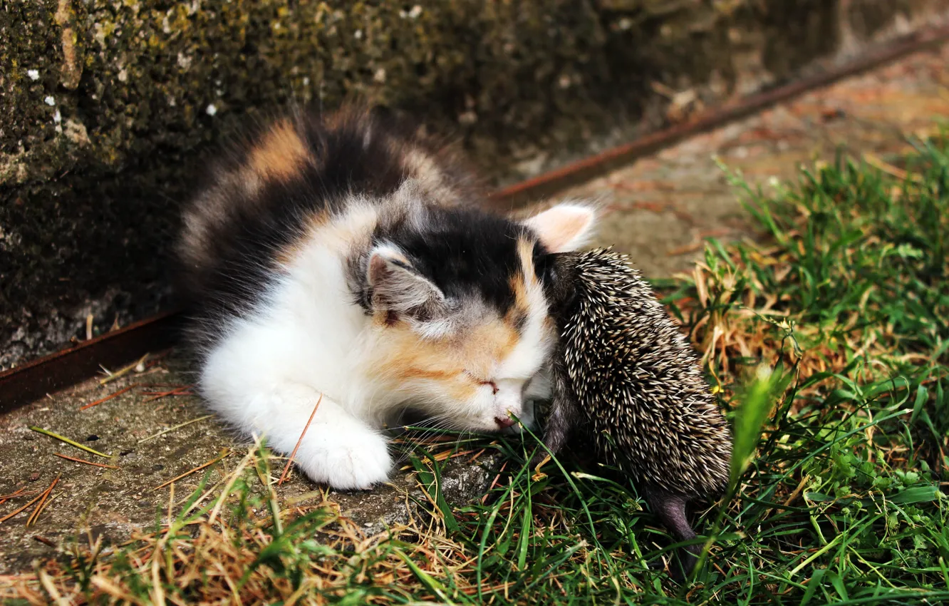 Photo wallpaper kitty, baby, hedgehog, Dating
