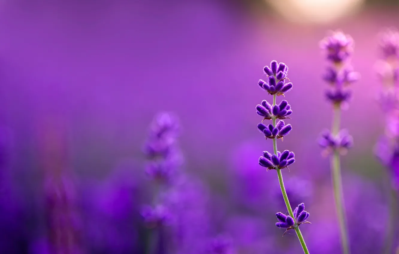 Photo wallpaper lavender, bokeh, all purple
