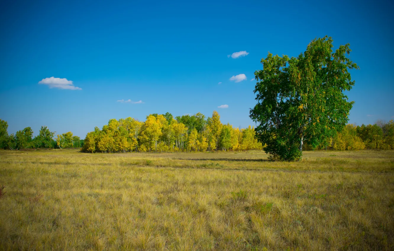 Photo wallpaper autumn, forest, the sky, glade