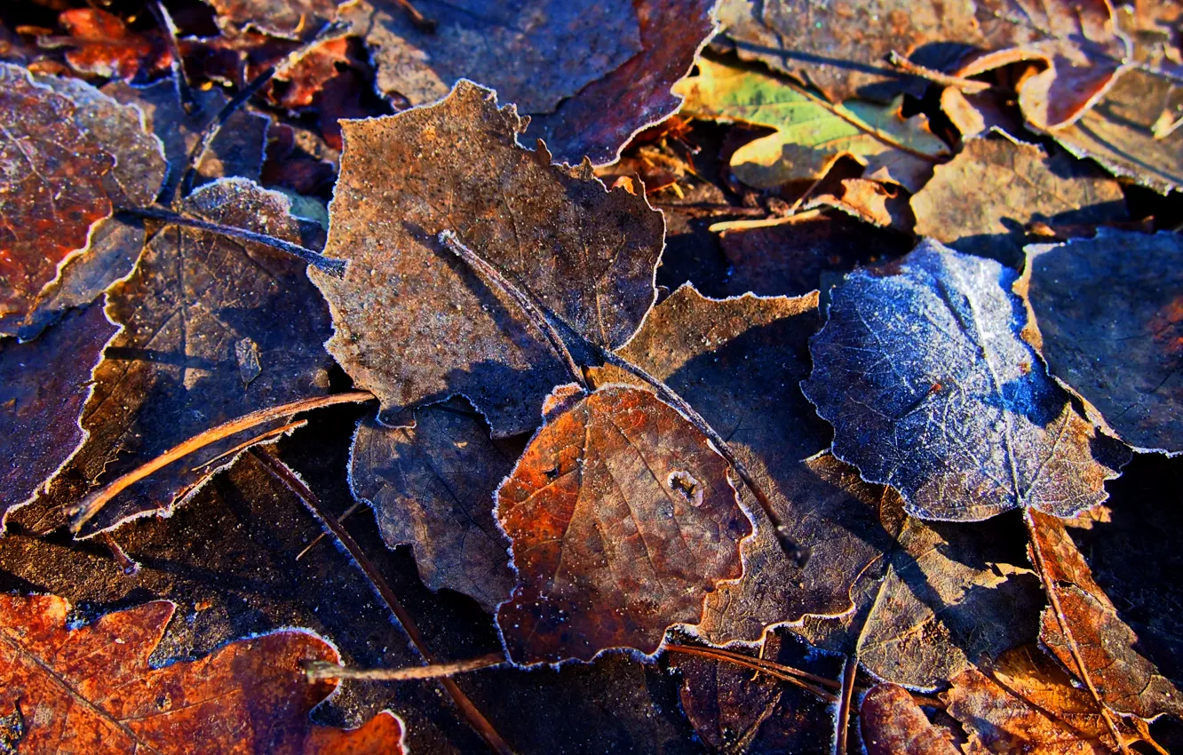 Photo wallpaper Yellow, Autumn, Leaves, Frost, Frost, Dry, Freezing, Fallen