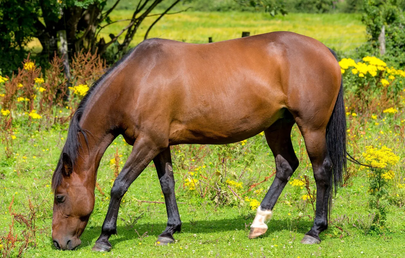 Photo wallpaper horse, meadow, wildflowers, grazing