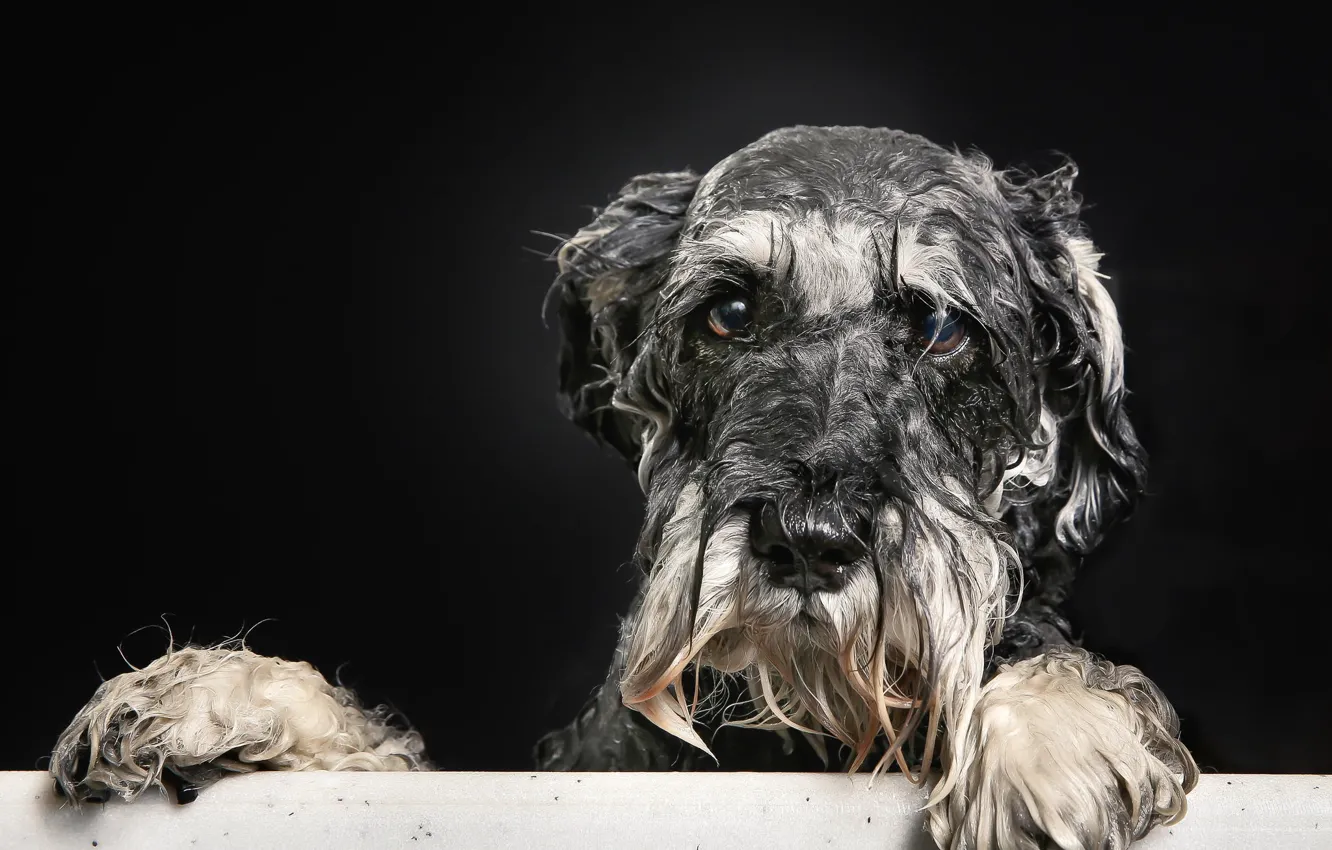 Photo wallpaper look, each, dog, bath, doggie, Wet portrait
