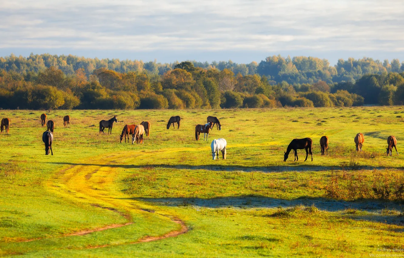 Photo wallpaper road, field, autumn, forest, the sky, grass, clouds, light