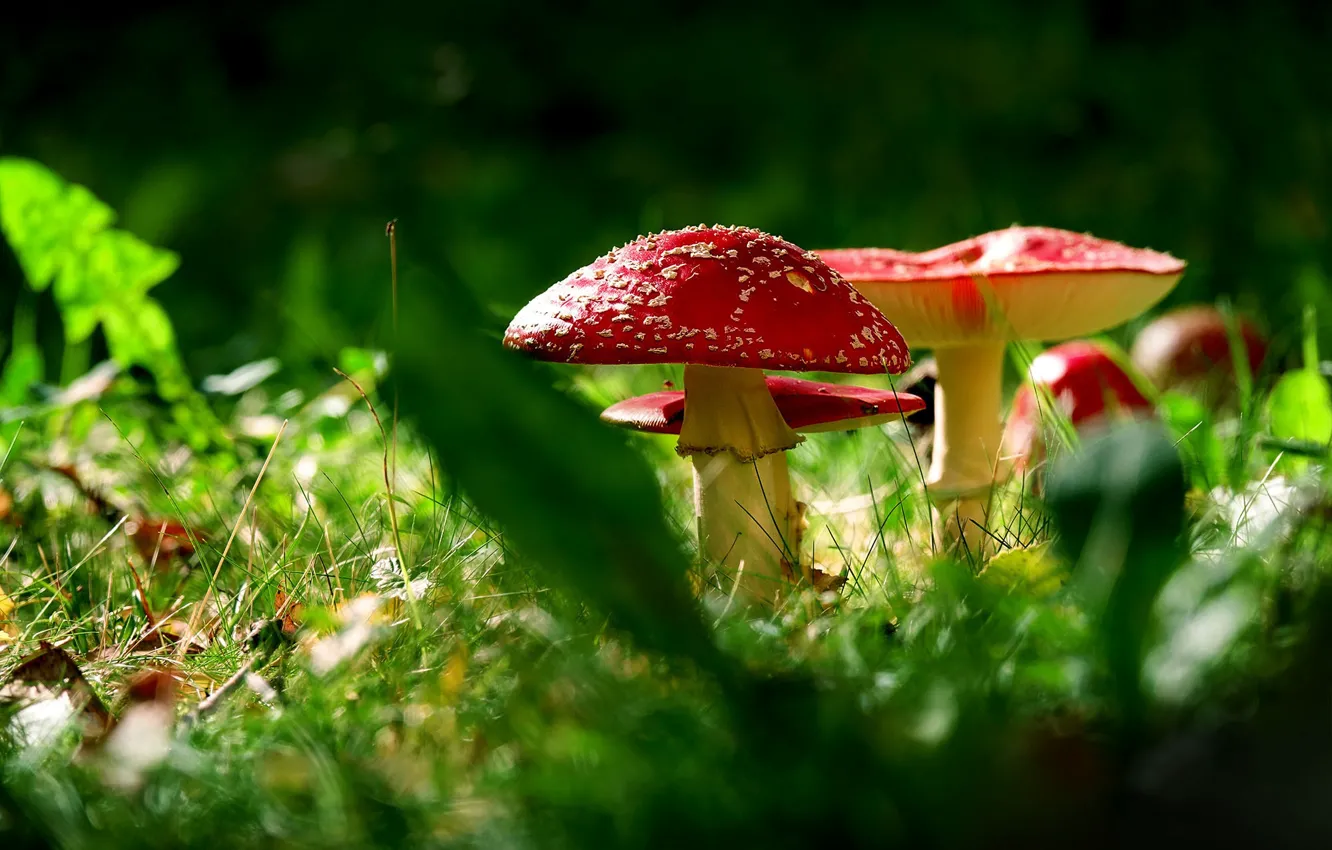 Photo wallpaper greens, grass, leaves, light, red, nature, glade, mushrooms